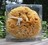 Natural sponge "Medium"